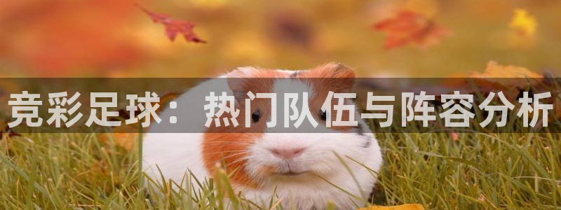 竞彩足球：热门队伍与阵容分析