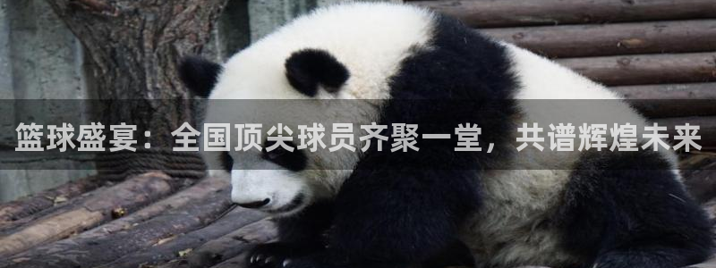 篮球盛宴：全国顶尖球员齐聚一堂，共谱辉煌未来
